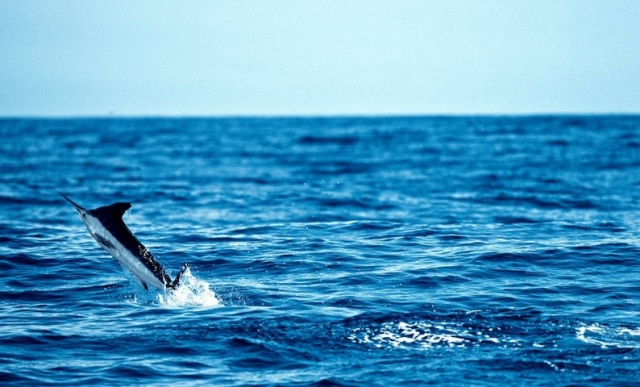  Sailfish 